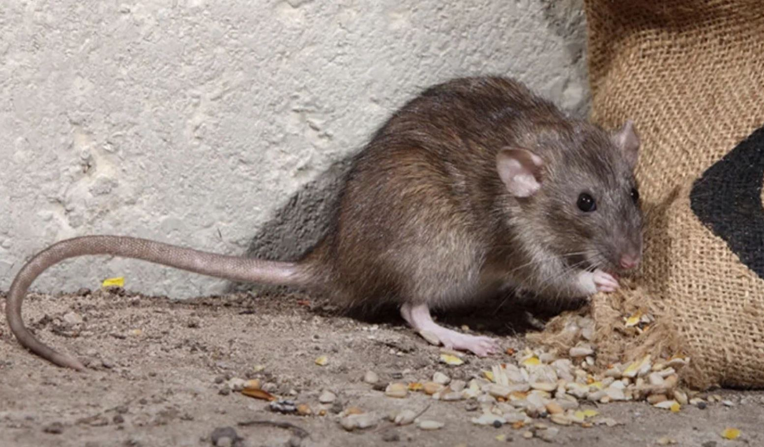 фото: Профессиональная дератизация в районе станции метро Нагатинская: <br/>+7-909-173-42-96