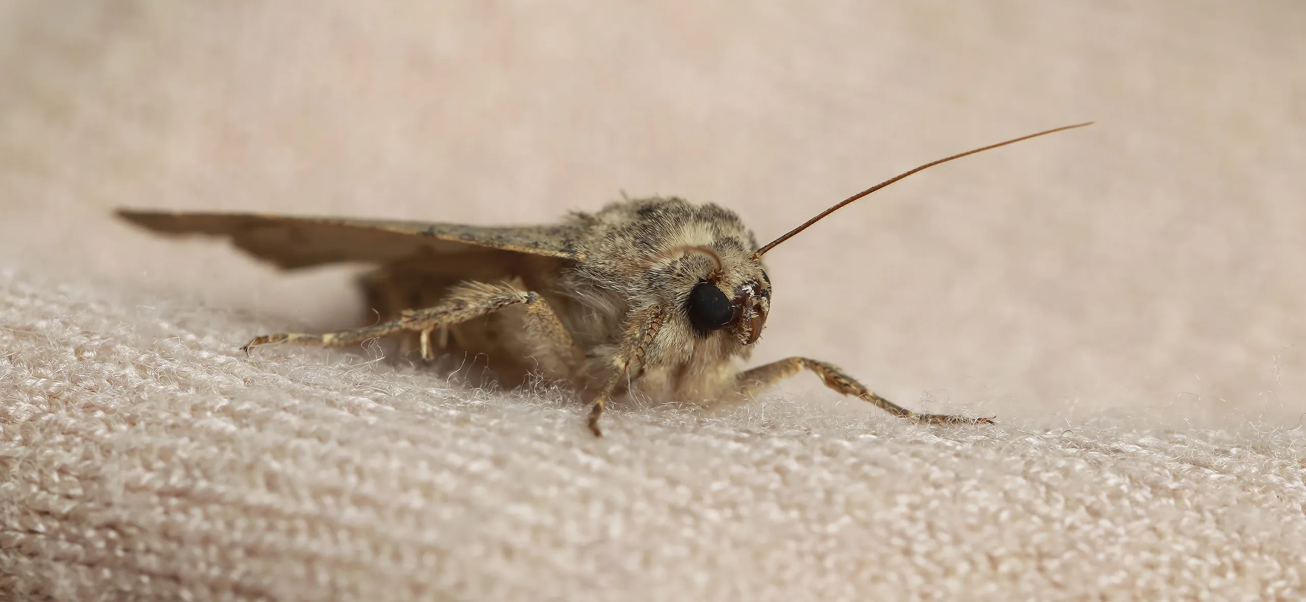 фото: Профессиональная обработка от моли в районе станции метро Нагатинская: <br/>+7-909-173-42-96